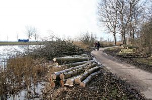 Lees meer over het artikel Motie bomenkap door meerderheid raad verworpen